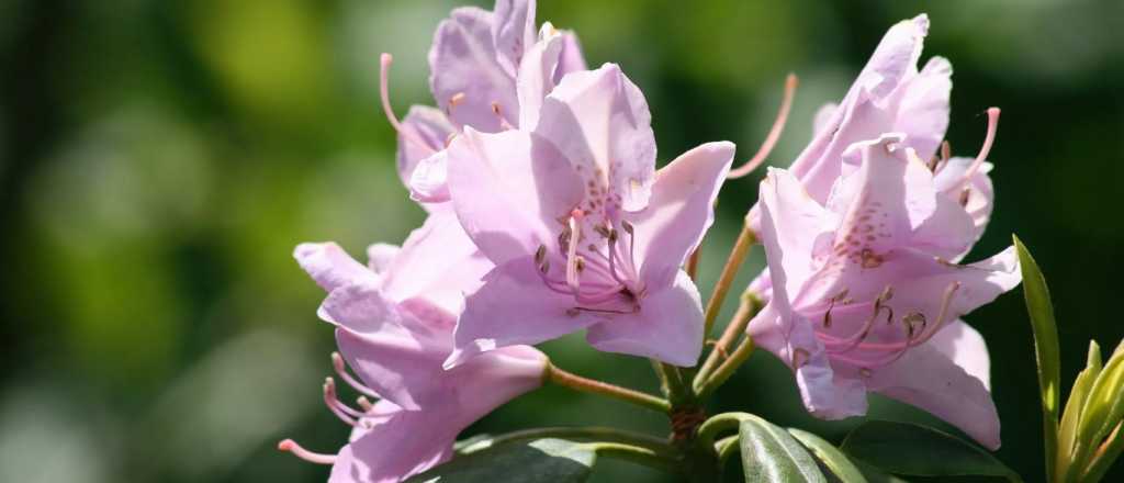 La planta perfecta para crear un espacio de meditaci&oacute;n en casa