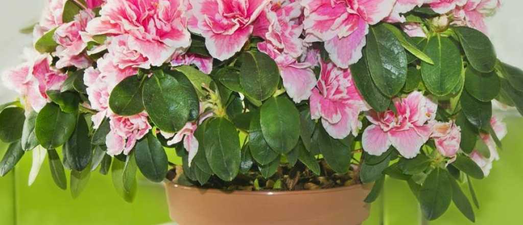 Feng shui: &eacute;stas son las flores que traeran riqueza a tu hogar