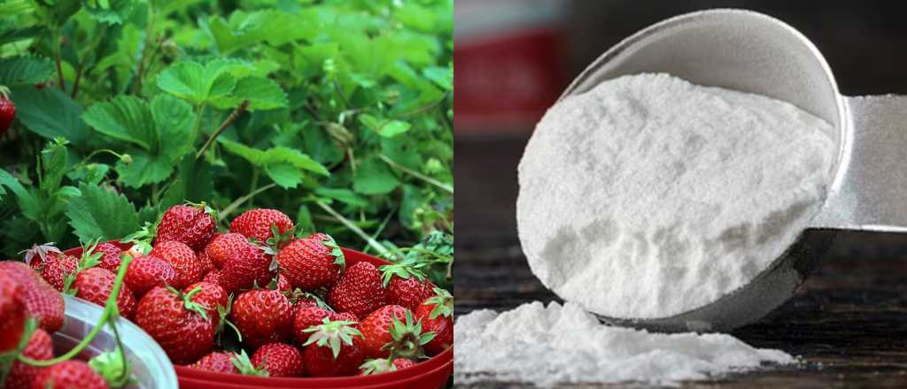 El secreto casero que muchos usan para mejorar sus frutillas