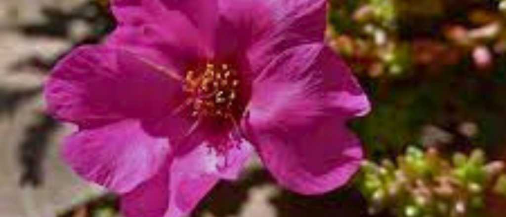 Cuál es la planta que florece todo el verano con muy poco riego