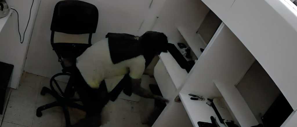 Video: ágil y veloz robo en un Pago Fácil de un Vea de la Cuarta Sección