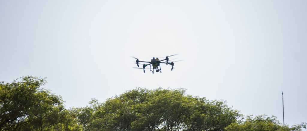 Ciudad pulverizó con drones el arbolado público por el pegote de las veredas