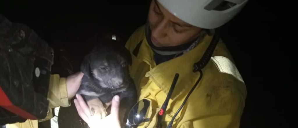 Video: Bomberos de Maipú rescataron a perritos que cayeron en un pozo