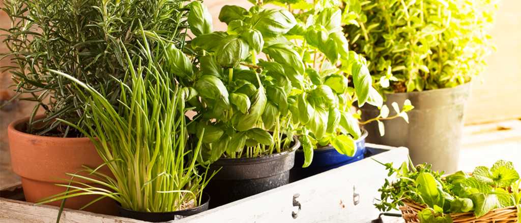 Siete plantas aromáticas ideales para los rincones donde nunca da el Sol