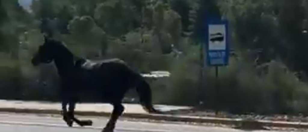 Un caballo galopó en plena Panamericana