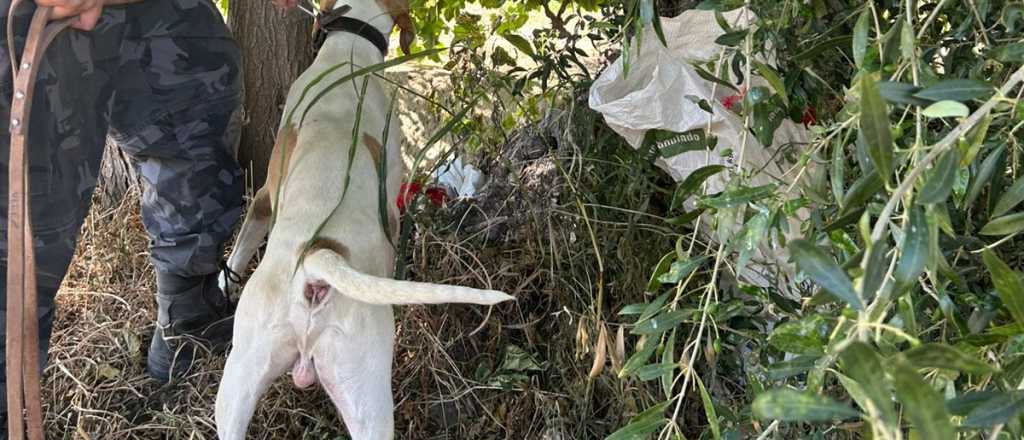 Un perro de la Policía recuperó bienes robados de una finca de Junín