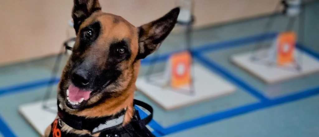 Argentina crea su primer "banco de olores" forense: así funcionará