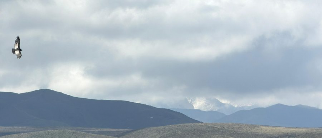 Avistaje récord de más de 90 cóndores juntos en Mendoza