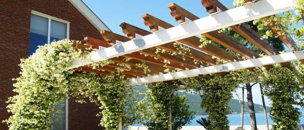 La trepadora para todo el año que es la preferida de los paisajistas