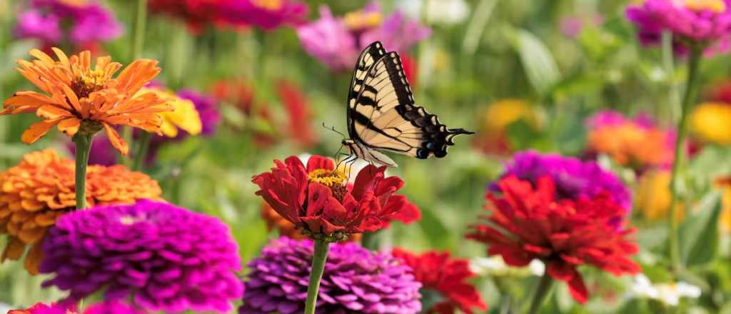 La planta que se siembra en diciembre y llena de color el jardín