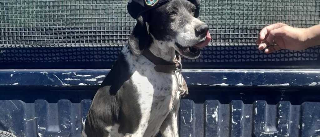 Homenaje a Coni, la perra polic&iacute;a que tuvo 12 a&ntilde;os de trayectoria