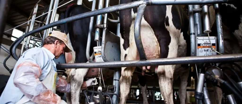 Alarma en la industria láctea: empresa histórica debe u$s 60 millones