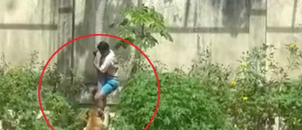 Brasil: un joven de 19 años ingresó a la jaula de una leona y murió