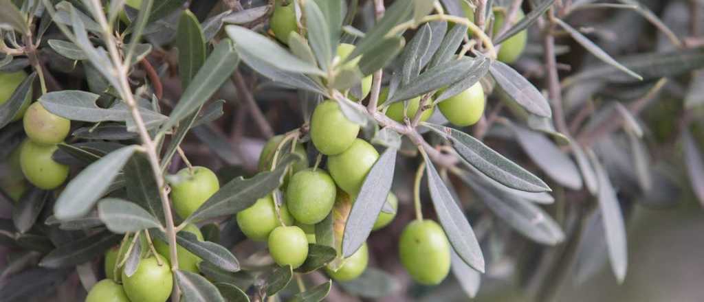 Las hojas de olivo son nuevas hierbas para infusiones en el Código Alimentario
