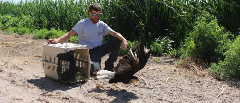 Mendoza liberó caranchos y gavilanes para el equilibrio ecológico