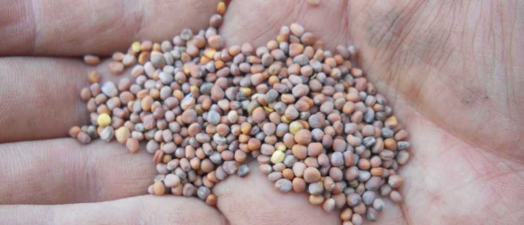 La semilla "mágica" que brota en 48 horas y en días ya se puede comer
