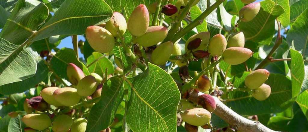 Mendoza, segunda productora del nuevo "oro verde" que es furor