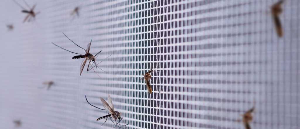 Trucos caseros para ahuyentar a los mosquitos en las casas 