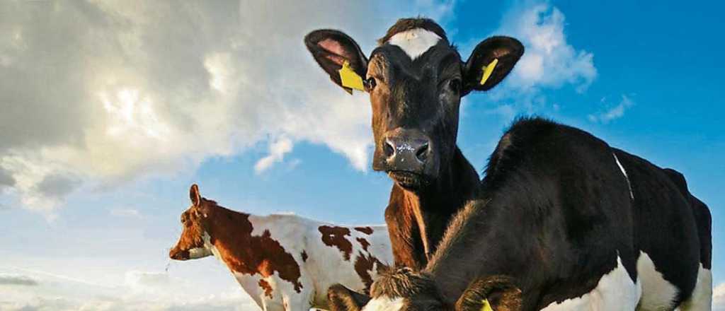 Aquella solitaria vaca, el metano y la rara agenda del Congreso urgente