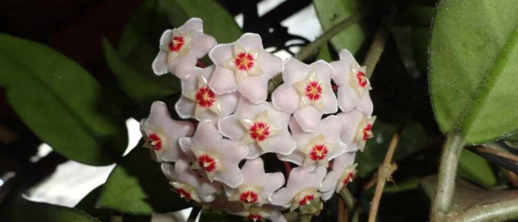 La planta que sobrevive al calor intenso y florece de noche