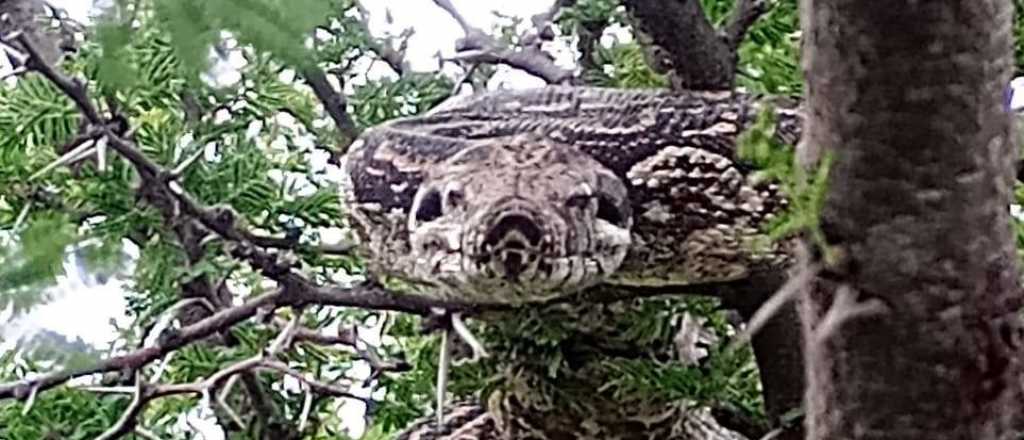 Bomberos rescataron y liberaron una serpiente en San Luis