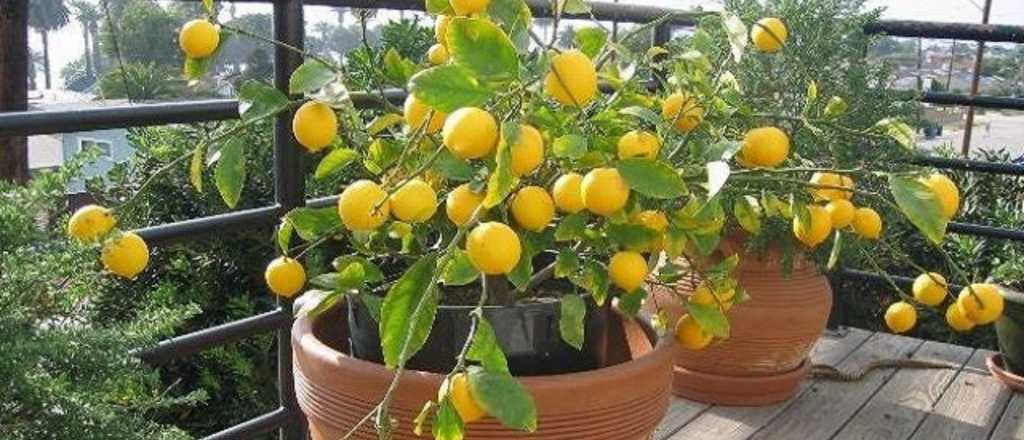 El mejor frutal para plantar en maceta durante el calor del verano