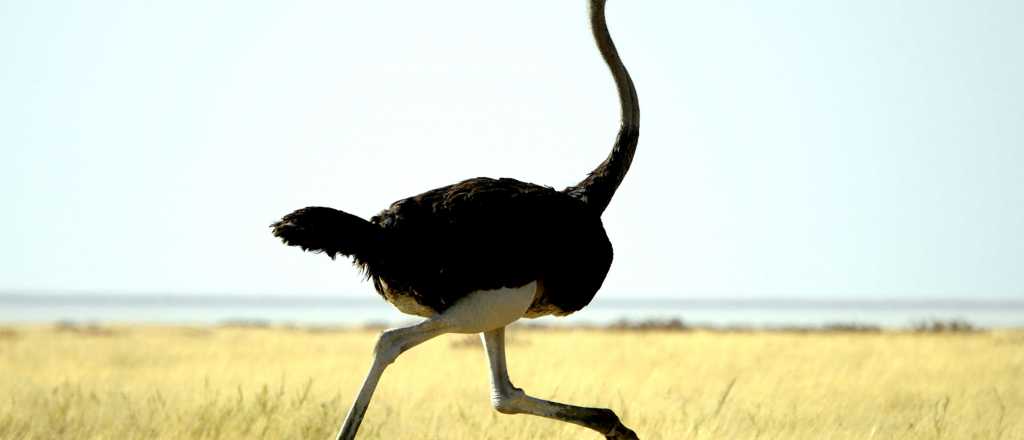 ¡El correcaminos vive! Ciclistas fueron perseguidos por un avestruz