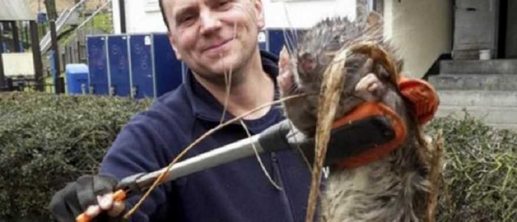 Capturan la rata m&aacute;s grande del mundo: pesa 11 kilos
