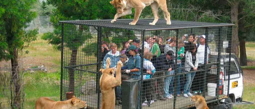 As&iacute; se siente un animal enjaulado