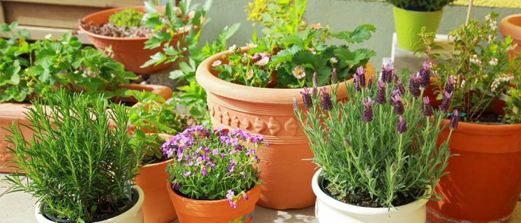 La aliada natural contra los mosquitos que no deja olor en el ambiente