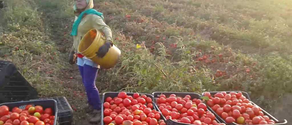 Cuánto cobrarán los cosechadores de tomate en Mendoza