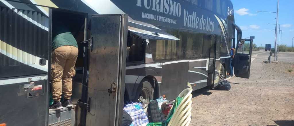 Rechazaron 16 mil kilos de pimientos por presencia de moscas