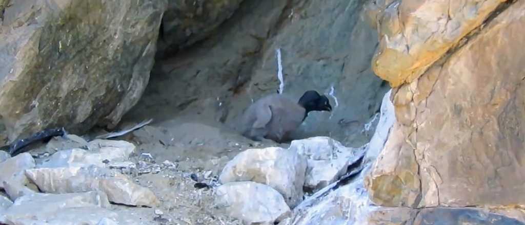 Nació un cóndor andino y refuerza la recuperación de la especie