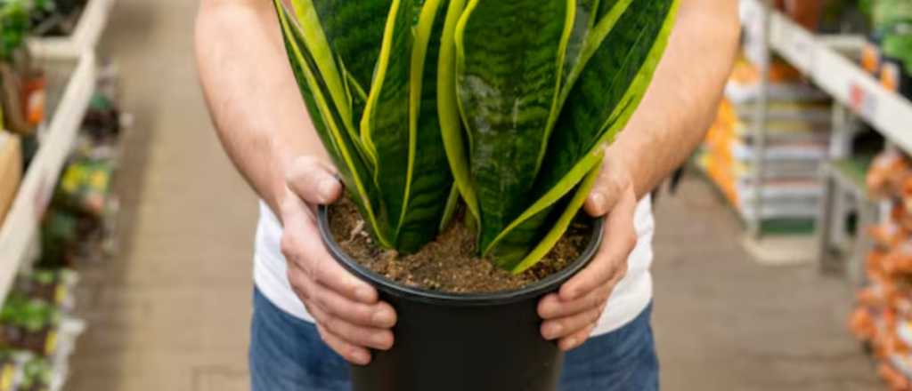 Lengua de suegra: para qué sirve ponerle azúcar, según jardineros