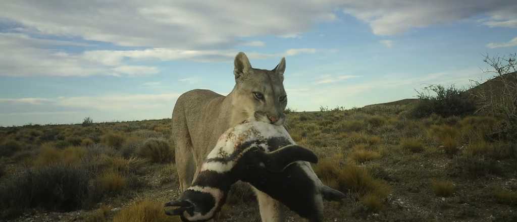 Por qué los pumas ahora cazan pingüinos en la Patagonia
