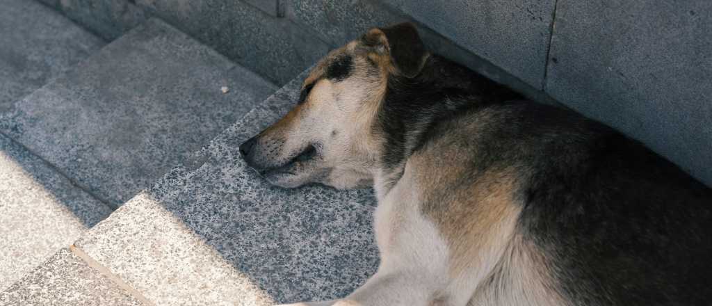Un perro mordi&oacute; a un ni&ntilde;o de 7 a&ntilde;os y el padre bale&oacute; al animal, en Guaymall&eacute;n