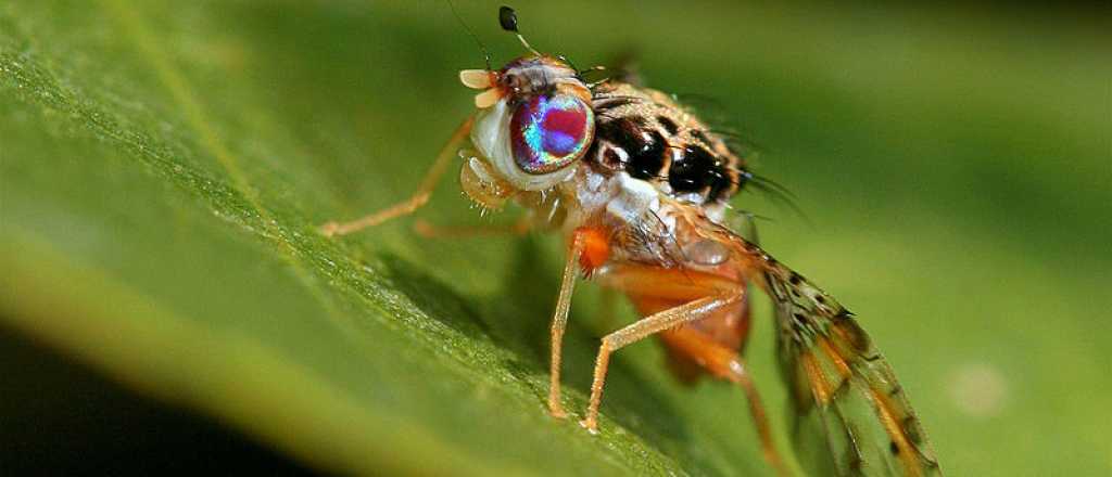 La plaga de la que se libró el Valle de Uco: el SENASA levantó la emergencia