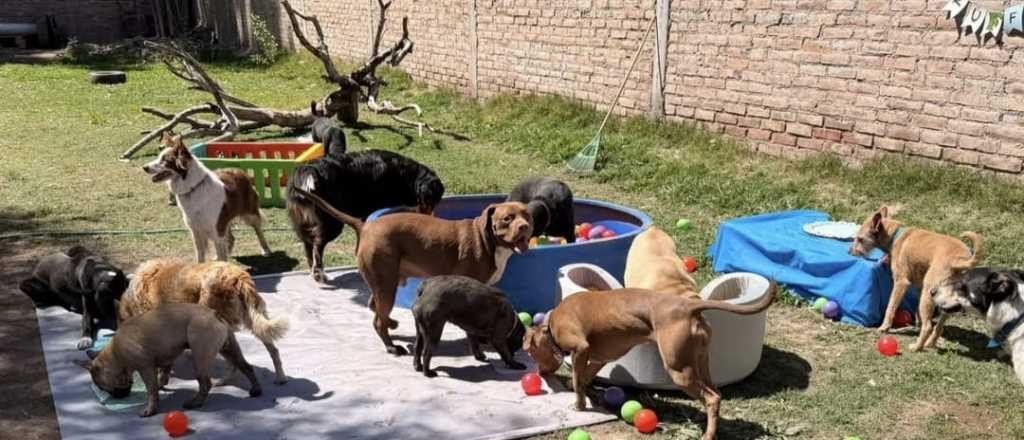 Cuánto salen los albergues para dejar a mascotas en vacaciones