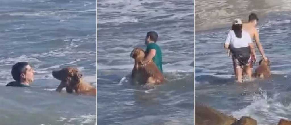 Video: un hombre se tir&oacute; al agua para rescatar a un perro en Mar del Plata
