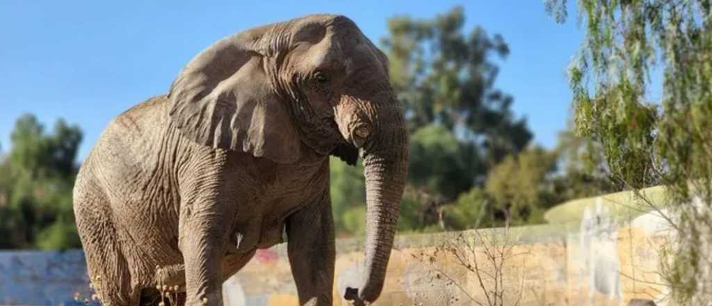 Prohíben ingreso de nuevos elefantes al "santuario" donde murió Kenya