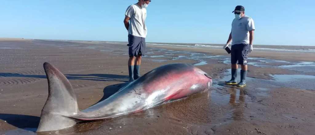 Triste hallazgo en la Costa Argentina: un zifio apareci&oacute; sin vida