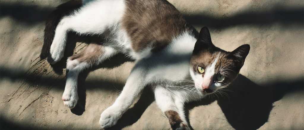 Claves para que tu gato descanse seguro en la ola de calor