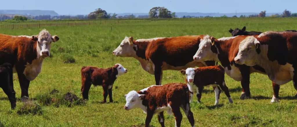 Mendoza destinar&aacute; $940 millones al plan de destete precoz