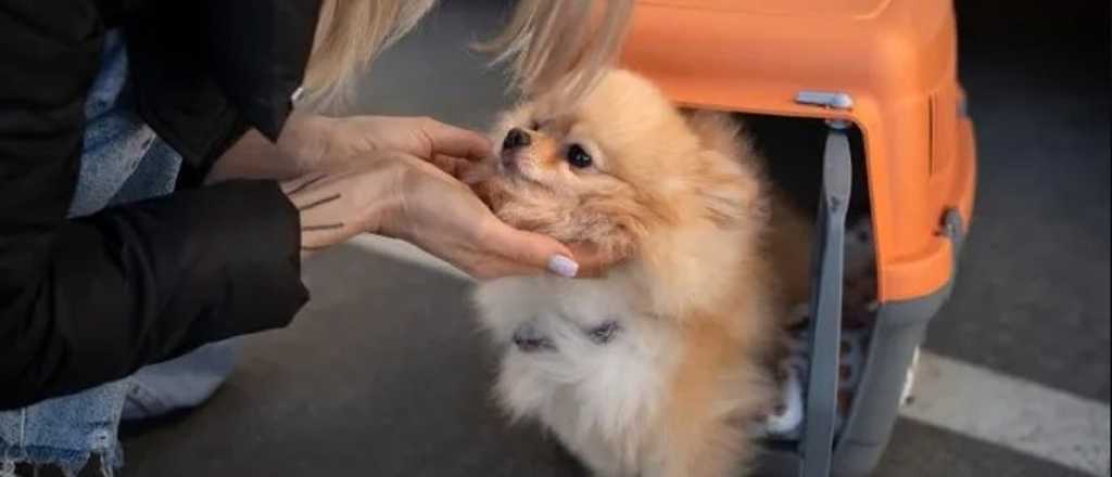 Las mascotas podr&aacute;n viajar en trenes y micros de larga distancia 