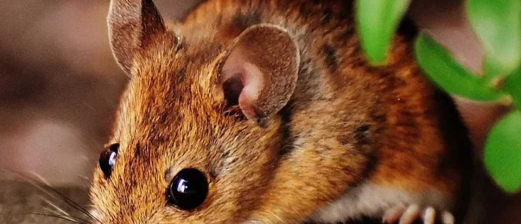 Alerta por 12 casos de hantavirus y cinco fallecidos en Salta 
