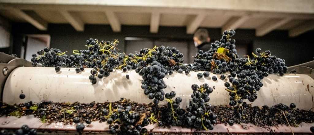 CIU: las claves del certificado que los viñateros salvaron en la Justicia