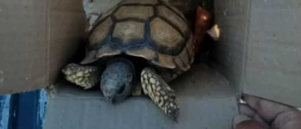 Rescatan en Maipú una tortuga hacinada de un micro de compras