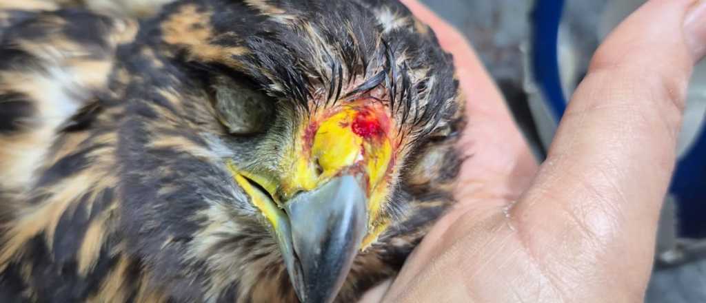 Video: vecinos de Dorrego encontraron un gavilán baleado