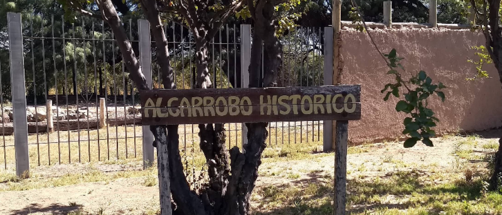 El algarrobo que dio origen a Tulumaya: el sitio que resiste al tiempo en Lavalle