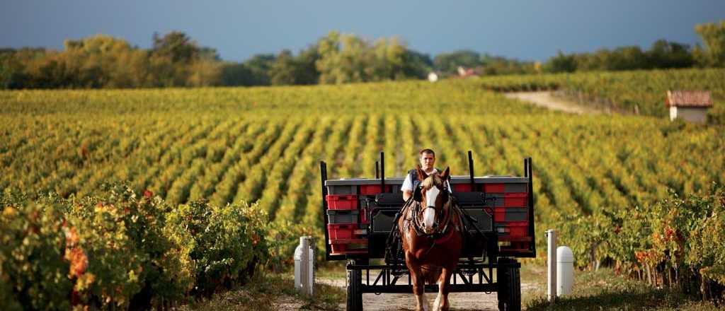 Cuando el vino sobra: lo que Francia ya decidi&oacute; y Mendoza a&uacute;n no discute
